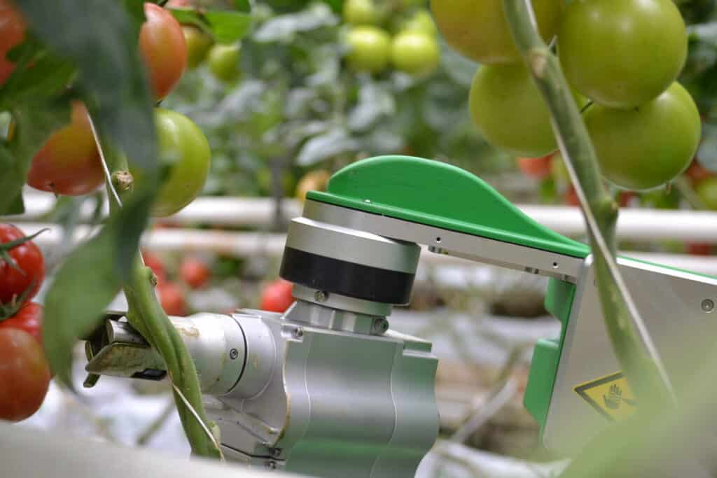 Coupe chicot tomates grappes robot autonome d'effeuillage de plants de tomates Aisprid
