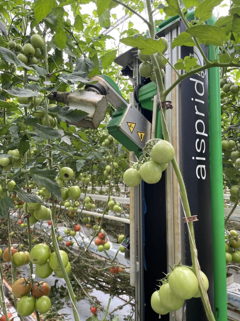 Autonomous tomato deleafing robot operating in a cluster tomato row.
