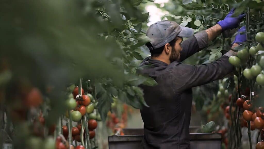 effeuillage_manuel_rang_tomates_Aisprid