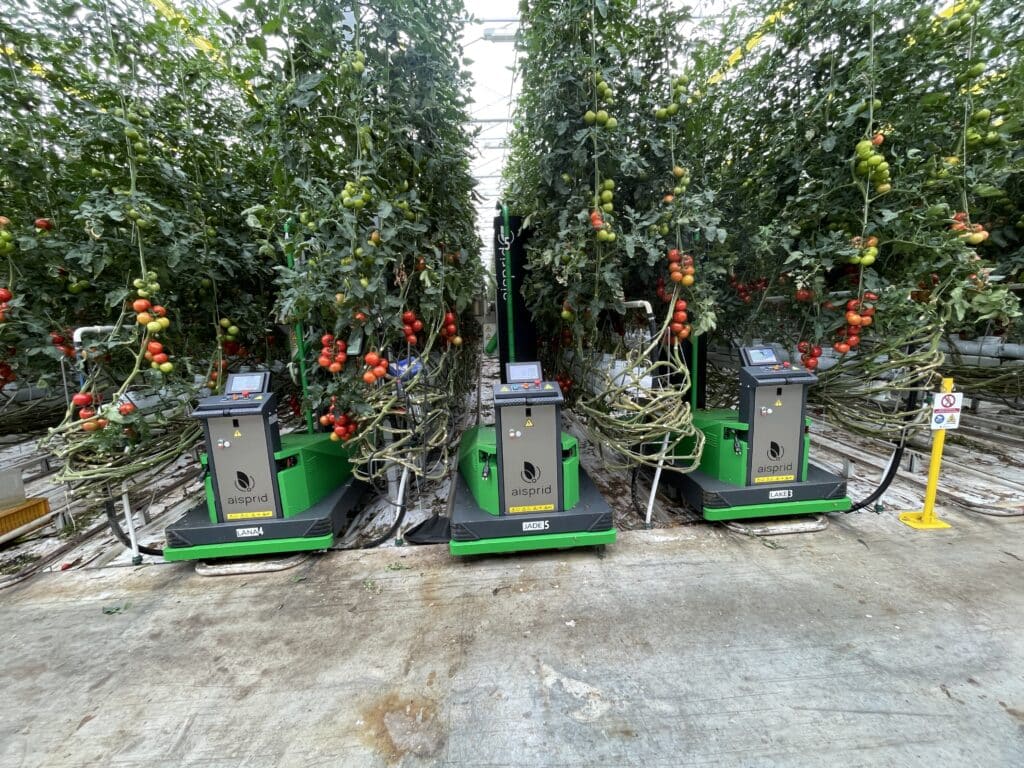 3 aisprid robots in tomato rows