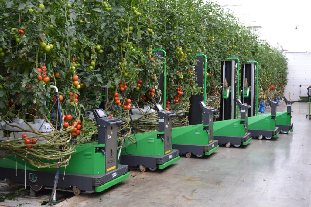 5 robots d'effeuillage Aisprid dans rangs de tomates