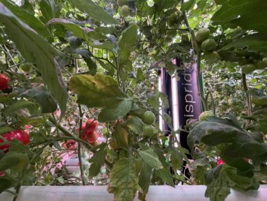 Aisprid dans Onder Glas : le témoignage d'Axia Seed