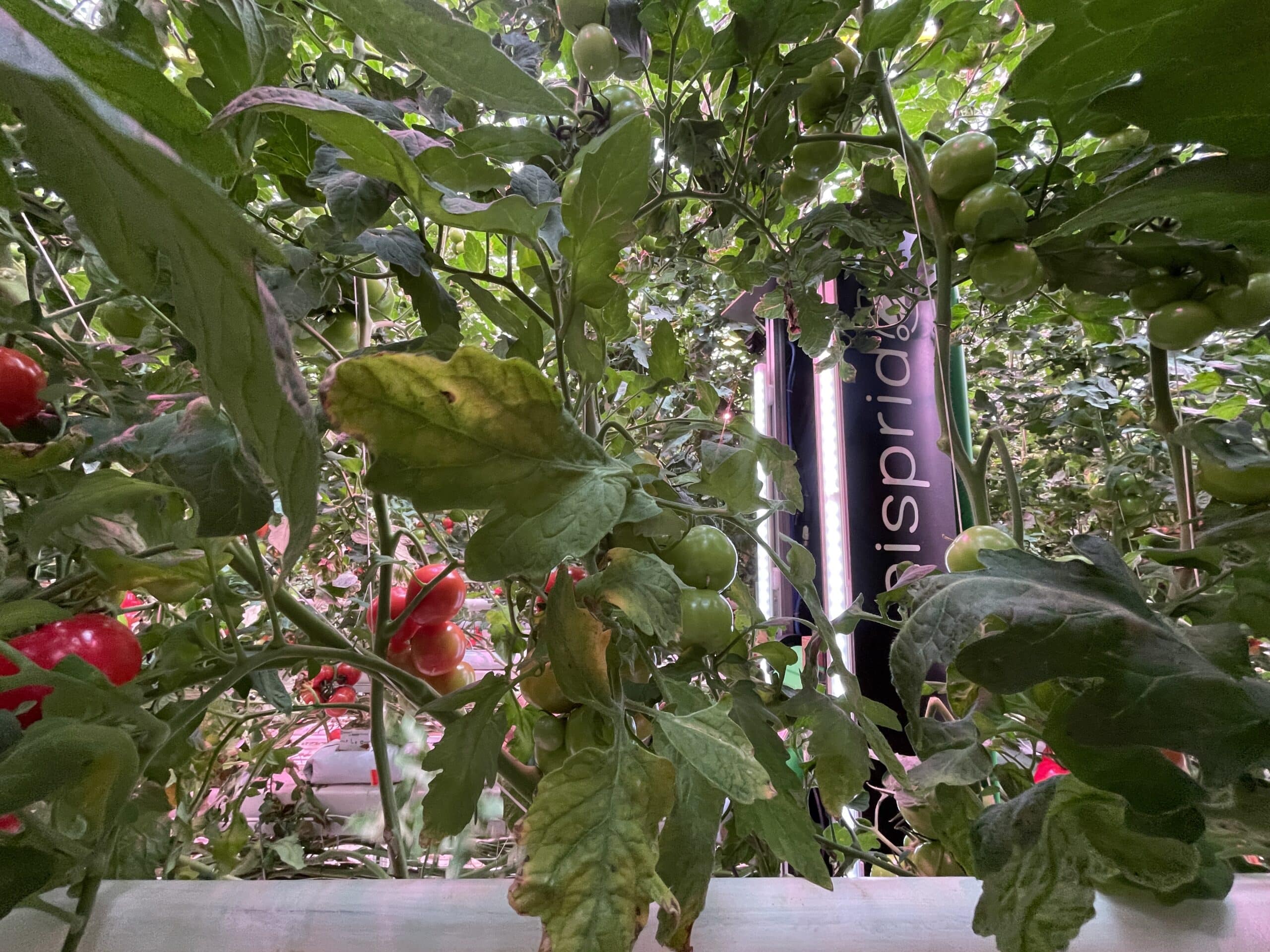 Aisprid dans Onder Glas : le témoignage d'Axia Seed