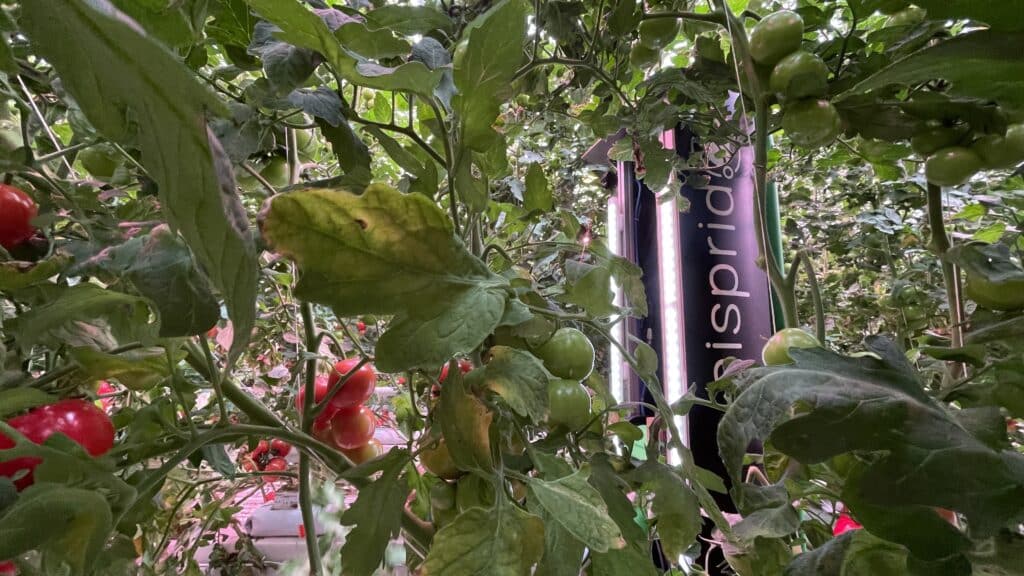 Aisprid in Onder Glas: Axia Seeds’ testimonial
